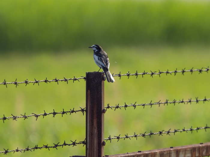 A wagtail standing on a barbed wire post