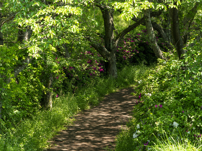 Mountain path with vivid fresh greenery and azaleas