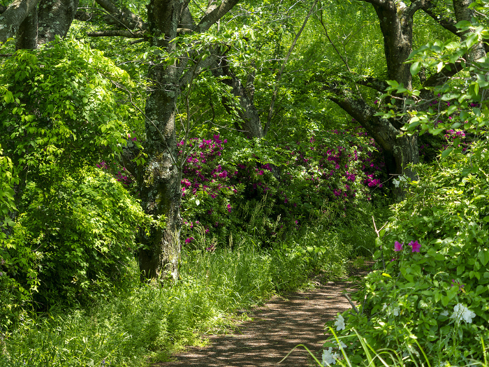 Mountain path with vivid fresh greenery and azaleas