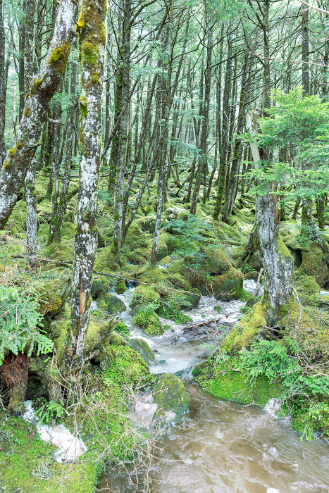 Moss and primeval forest of Shirakoma Pond