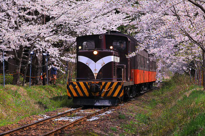 Cherry blossoms and train in Ashino Park, Aomori Pref.