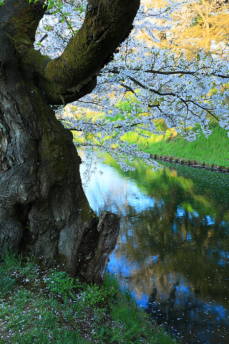 Hirosaki Park, early morning cherry blossoms in the outer moat, Aomori Pref.
