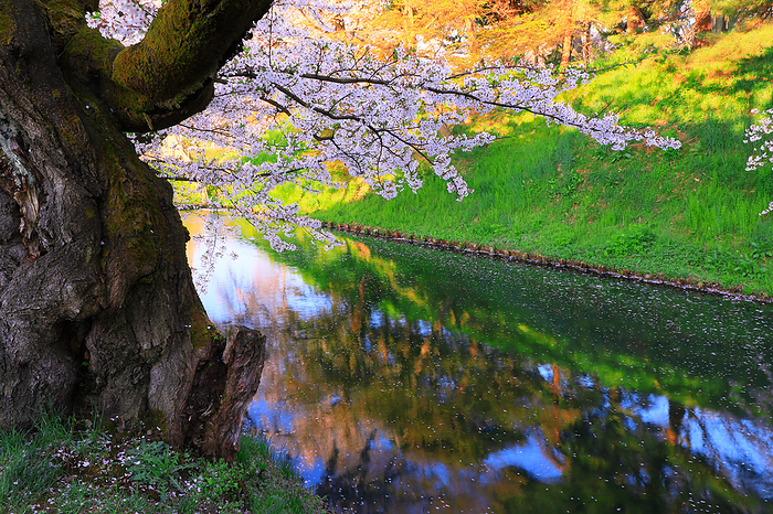 Hirosaki Park, early morning cherry blossoms in the outer moat, Aomori Pref.