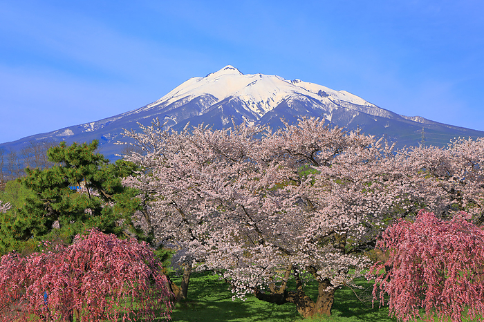 Iwaki and cherry blossoms Iwakigawa River Park, Aomori