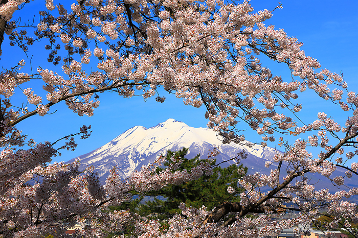 Hirosaki Park: Cherry blossoms and Mt. Iwaki from the main circle, Aomori Pref.