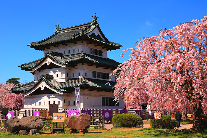 Hirosaki Park, the castle tower and weeping cherry blossoms, Aomori Pref. Undergoing relocation for construction