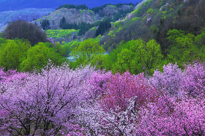 Oizawa's Oyama Cherry Blossom Yamagata Pref.