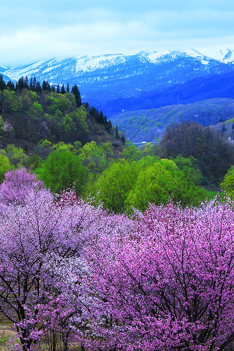 Oizawa's Oyama Cherry Blossom Yamagata Pref.