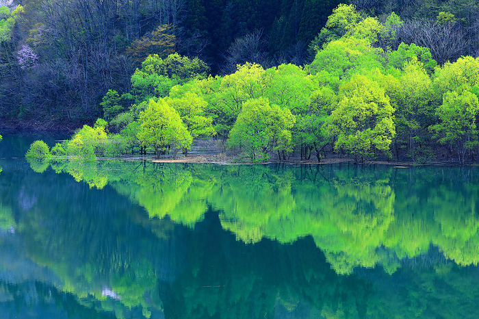 Fresh greenery and reflections on the waterside of Gassan Lake, Yamagata Prefecture