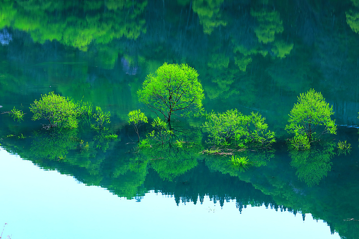Fresh greenery and reflections on the waterside of Gassan Lake, Yamagata Prefecture