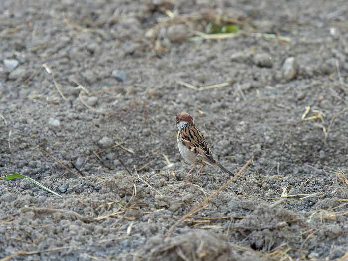 Sparrow in the field