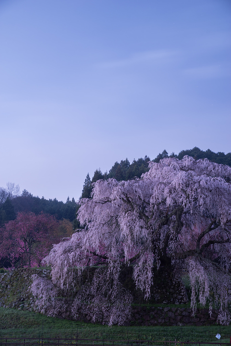 Beautiful single cherry blossom before dawn Nara Pref.