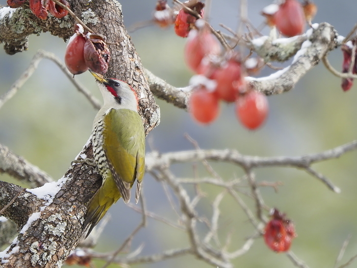 Japanese green woodpecker (Picus awokera)
