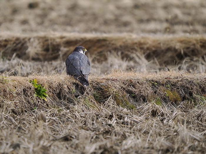 falcon (esp. the peregrine falcon, Falco peregrinus)