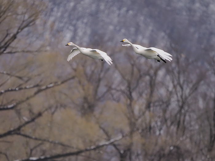 whooper swan (Cygnus cygnus)