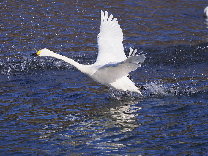 whooper swan (Cygnus cygnus)