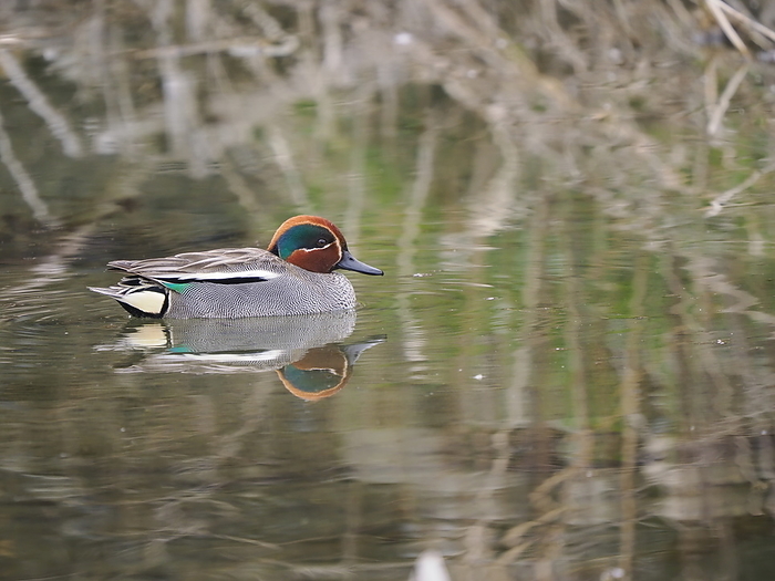 green-winged teal (species of duck, Anas crecca)