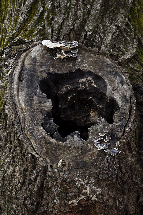 hollow in a tree