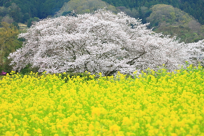 Asuka Village, Nara Prefecture, Japan Cherry blossoms