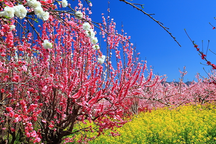 Fuefuki-shi, Yamanashi Peach blossoms and rape blossoms