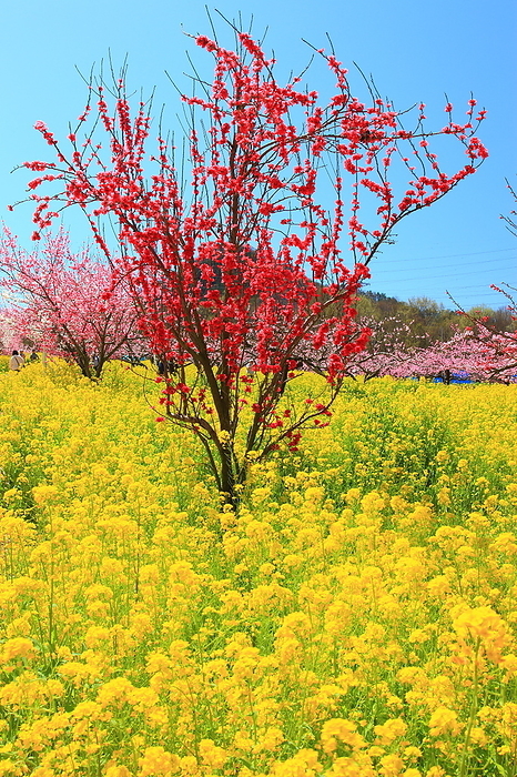 Fuefuki-shi, Yamanashi Peach blossoms and rape blossoms