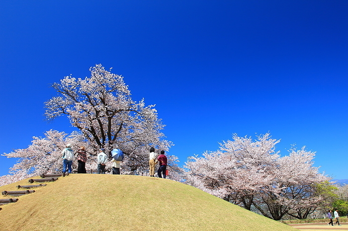 Yatsushiro Furusato Park, Fuefuki-shi, Yamanashi Cherry blossoms