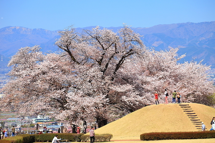 Yatsushiro Furusato Park, Fuefuki-shi, Yamanashi Cherry blossoms