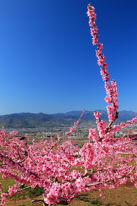 Fuefuki-shi, Yamanashi Peach Blossom