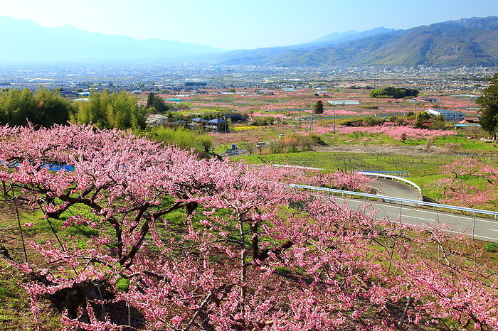 Fuefuki-shi, Yamanashi Peach Blossom