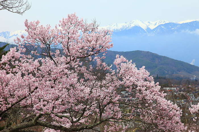 Takato Joshi Park, Ina City, Nagano Prefecture Kohigan-zakura (cherry blossom)