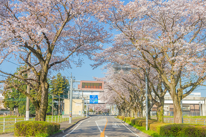 Nikko Kaido Cherry Blossom Lined Road flowery road in Nikko  Edo period 