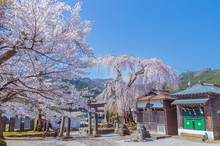 Nikko Cherry Blossom Road flowery road in Nikko  Edo period 