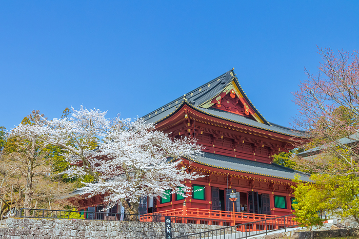 Nikko Cherry Blossom Road flowery road in Nikko  Edo period 