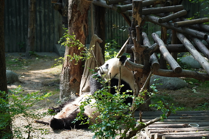 China Panda 4 Chengdu Giant Panda Breeding and Research Base