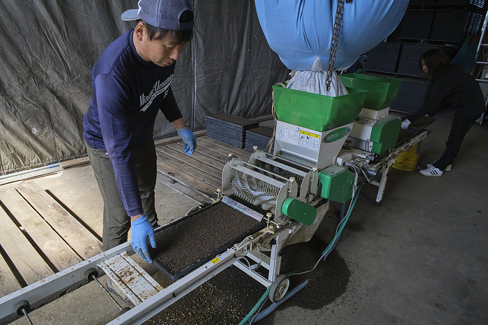 2024 Photo by Minamiuonuma Rice Cultivation   Sowing April 2024 Minamiuonuma City, Niigata Prefecture Seeds and soil are spread on trays by conveyor type machines