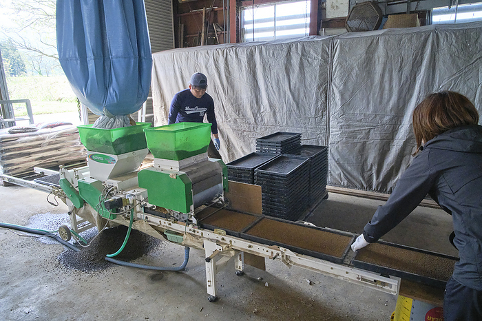 2024 Photo by Minamiuonuma Rice Cultivation   Sowing April 2024 Minamiuonuma City, Niigata Prefecture Seeds and soil are spread on trays by conveyor type machines