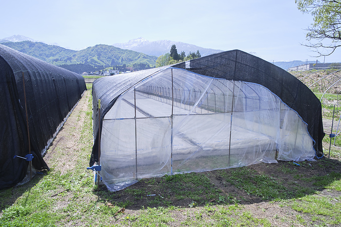 Rice cultivation in Minamiuonuma, photographed in 2024   plastic greenhouses for seedlings April 2024 Minamiuonuma City, Niigata Prefecture