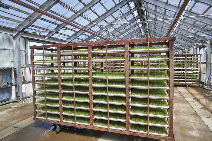 Photographed in 2024 Rice cultivation in Minamiuonuma   Seedlings April 2024 Minamiuonuma City, Niigata Prefecture A method of growing seedlings by storing shelves of seedlings on shelves in greenhouses