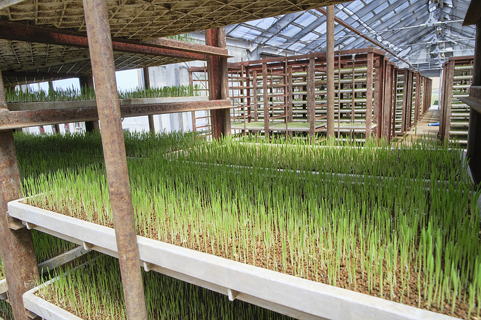 Photographed in 2024 Rice cultivation in Minamiuonuma   Seedlings April 2024 Minamiuonuma City, Niigata Prefecture A method of growing seedlings by storing shelves of seedlings on shelves in greenhouses