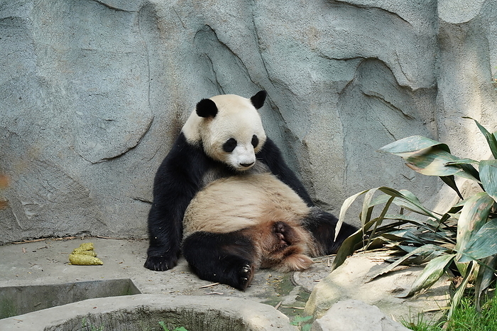 China Panda 4 Chengdu Giant Panda Breeding and Research Base