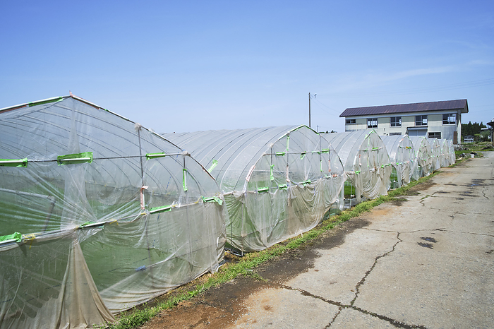 Rice cultivation in Minamiuonuma, photographed in 2024   plastic greenhouses for seedlings April 2024 Minamiuonuma City, Niigata Prefecture