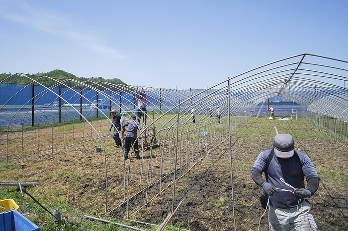 Photo taken in 2024: Rice cultivation in Minamiuonuma   Installation of plastic greenhouses for seedlings April 2024 Minamiuonuma City, Niigata Prefecture