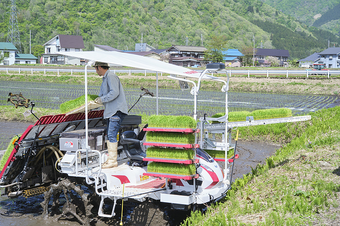 2024 Photo: Rice cultivation in Minamiuonuma   rice planting April 2024 Minamiuonuma City, Niigata Prefecture Rice transplanter with automatic operation function .   The rice transplanter is controlled by automatic steering to maintain a straight line 