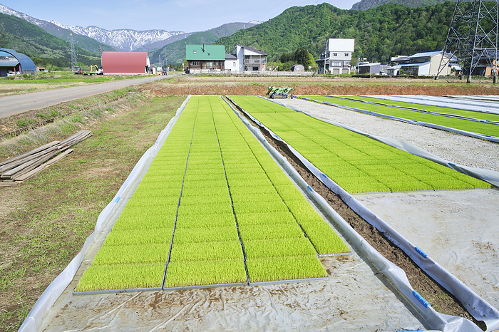 Photographed in 2024 Rice cultivation in Minamiuonuma   Seedlings Minamiuonuma City, Niigata Prefecture, April 2024 The snow covered mountains in the back of the image are part of the Echigo Tsumari mountain range, including Echigo Komagatake.