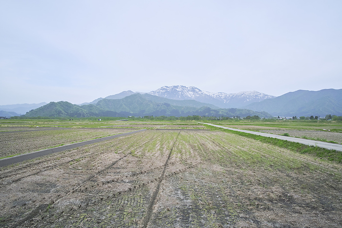 Rice cultivation in Minamiuonuma, photographed in 2024   rice fields in late April April 2024 Minamiuonuma City, Niigata Prefecture The mountain disappearing at the back of the screen is Mt.