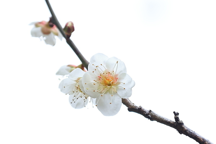 white plum blossoms Umebayashi Park, Kama City, Fukuoka Prefecture
