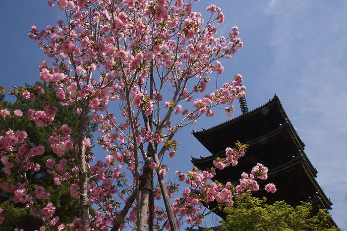 Yaezakura (double-flowered cherry tree) at Ninna-ji Temple Kyoto City, Kyoto Prefecture