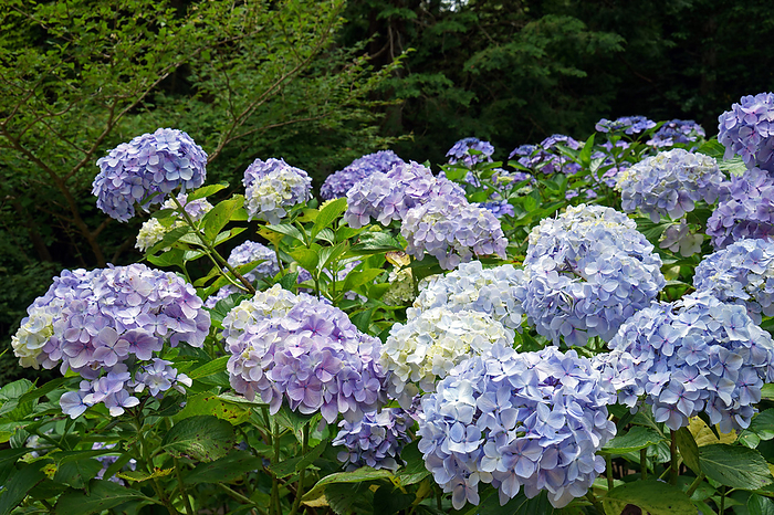 Hydrangea Garden in Kobe Municipal Forest Botanical Garden Hyogo Pref.                                