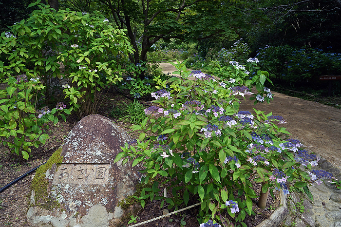 Hydrangea Garden in Kobe Municipal Forest Botanical Garden Hyogo Pref.                                