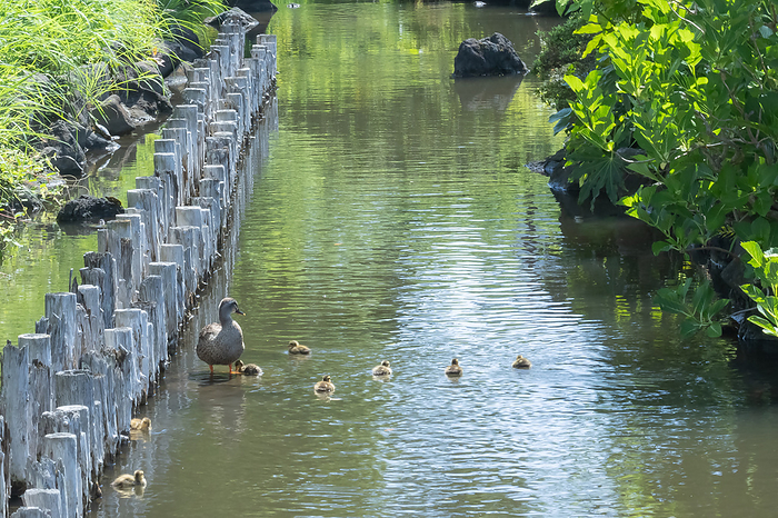 Raising ducklings Edogawa-ku, Tokyo